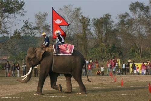 सौराहामा हात्ति महोत्सव हुँदै